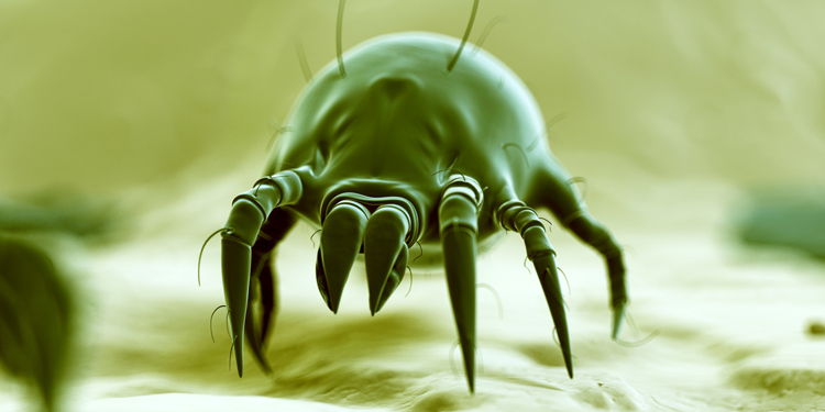 Holger Genkinger GmbH. Zertifikate. Allergie Abwehr und -prophylaxe im Bett